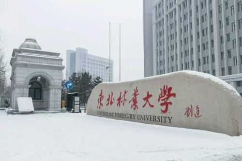 【211高校】东北林业大学